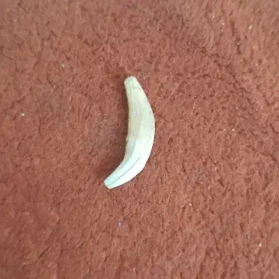 دندان|کلکسیون اشیاء عتیقه|تهران, منیریه|دیوار