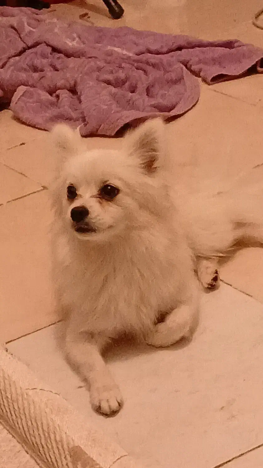 پامر|سگ|برخوار, |دیوار