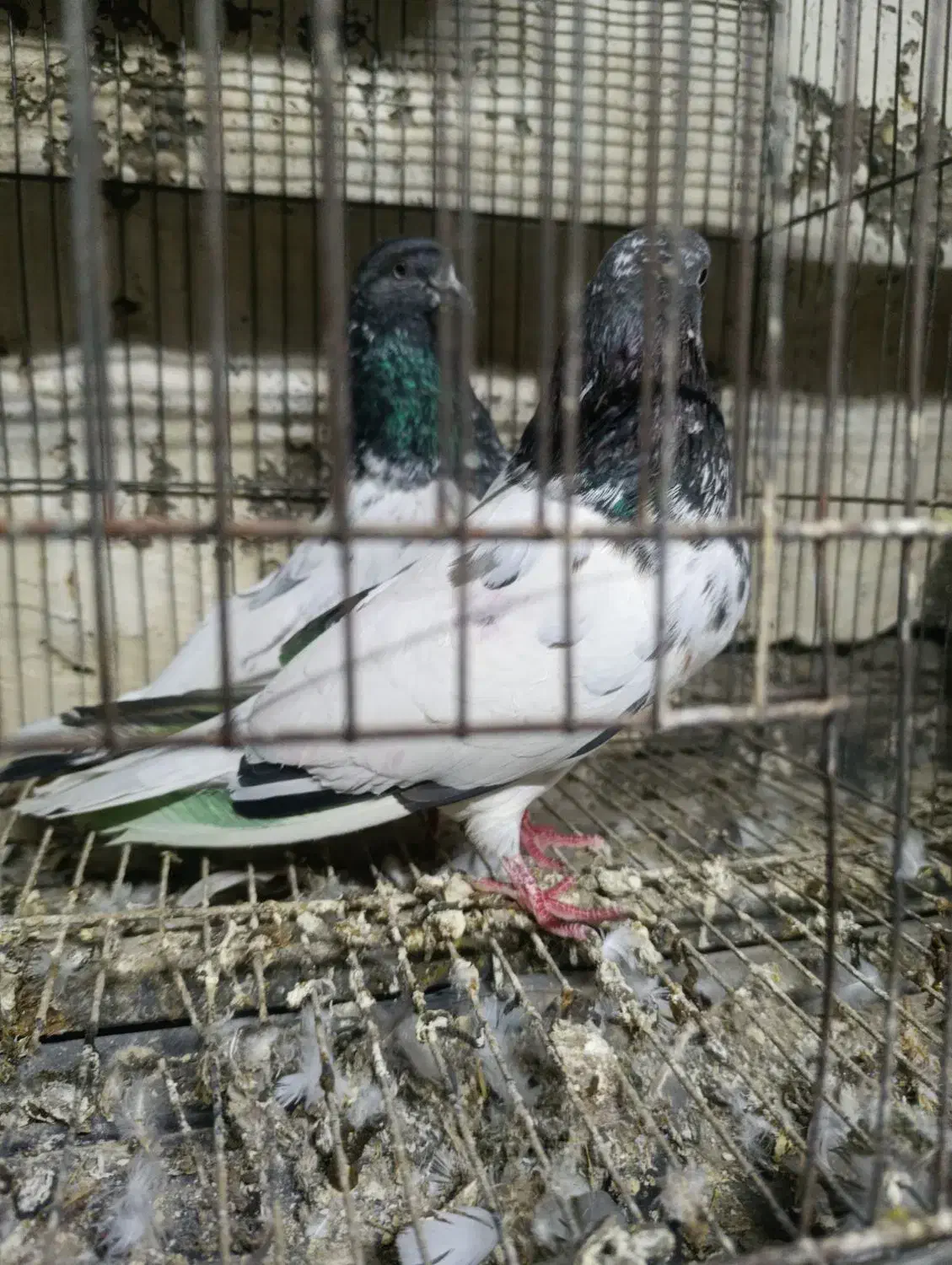 کبوتر|پرنده|بیستون, |دیوار