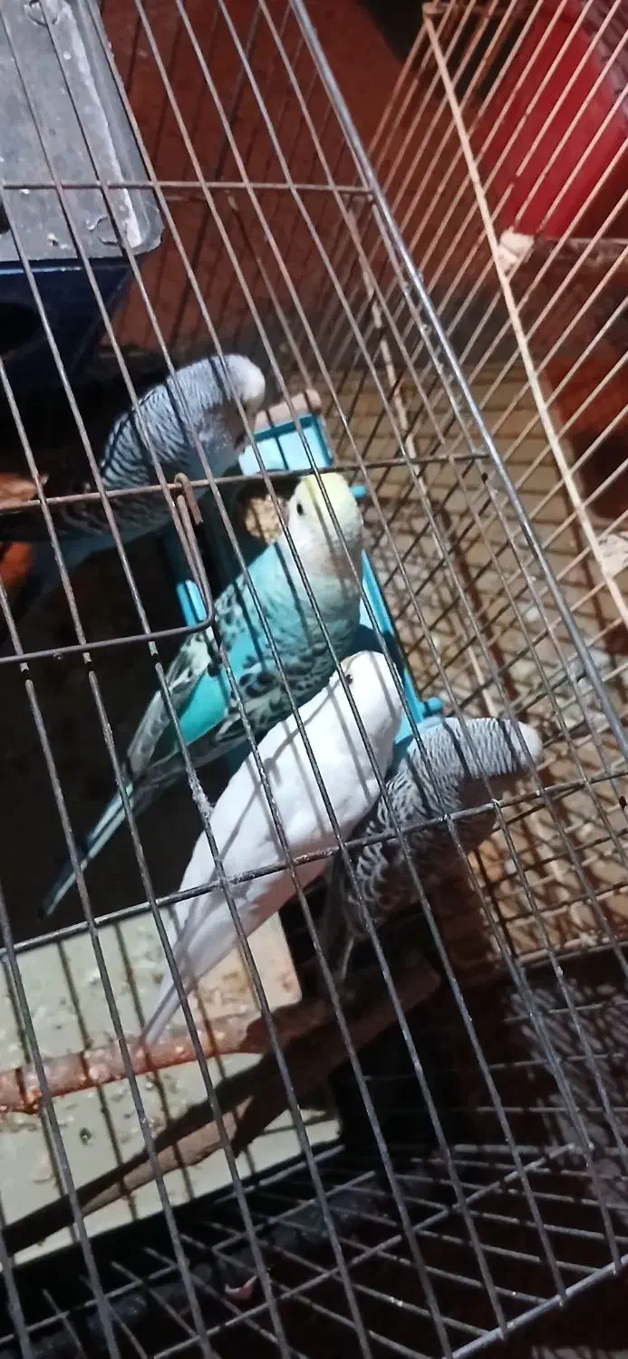 مرغ عشق|پرنده|امیدیه, |دیوار