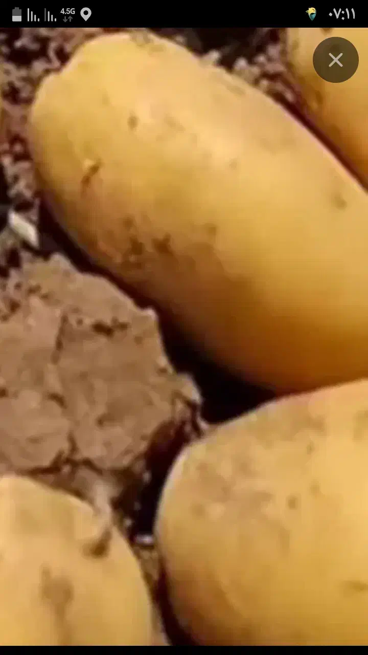 سیب‌زمینی‌جیلی|خوردنی و آشامیدنی|فریدونشهر, |دیوار