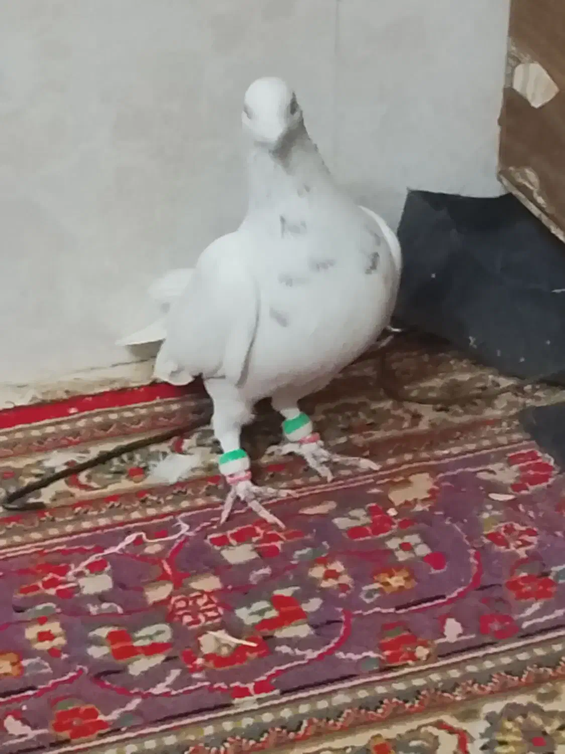 پرشی به شرط زدو خورد|پرنده|سبزوار, خسروجرد|دیوار