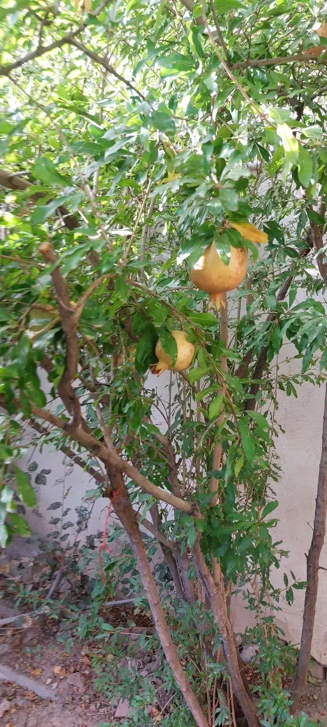 تاج خاتون باغچه خانه اجاره|اجارهٔ خانه و ویلا|سلفچگان, |دیوار