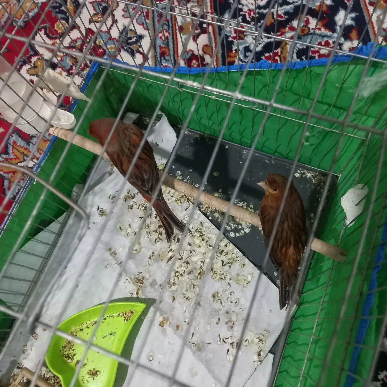 قناری سوخته|پرنده|زرند, |دیوار