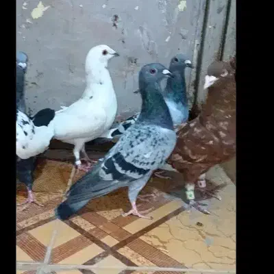 کبوتر7عددزدوخوردی نر ویک جفت ارشینگل|پرنده|سده (خراسان جنوبی), |دیوار