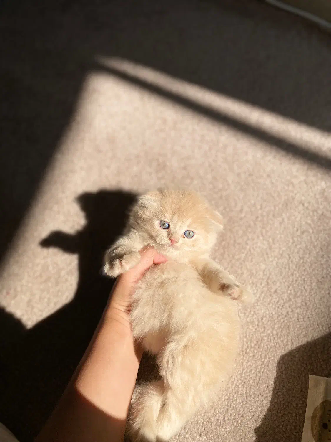 پرشین و اسکاتیش|گربه|شیراز, حافظیه|دیوار