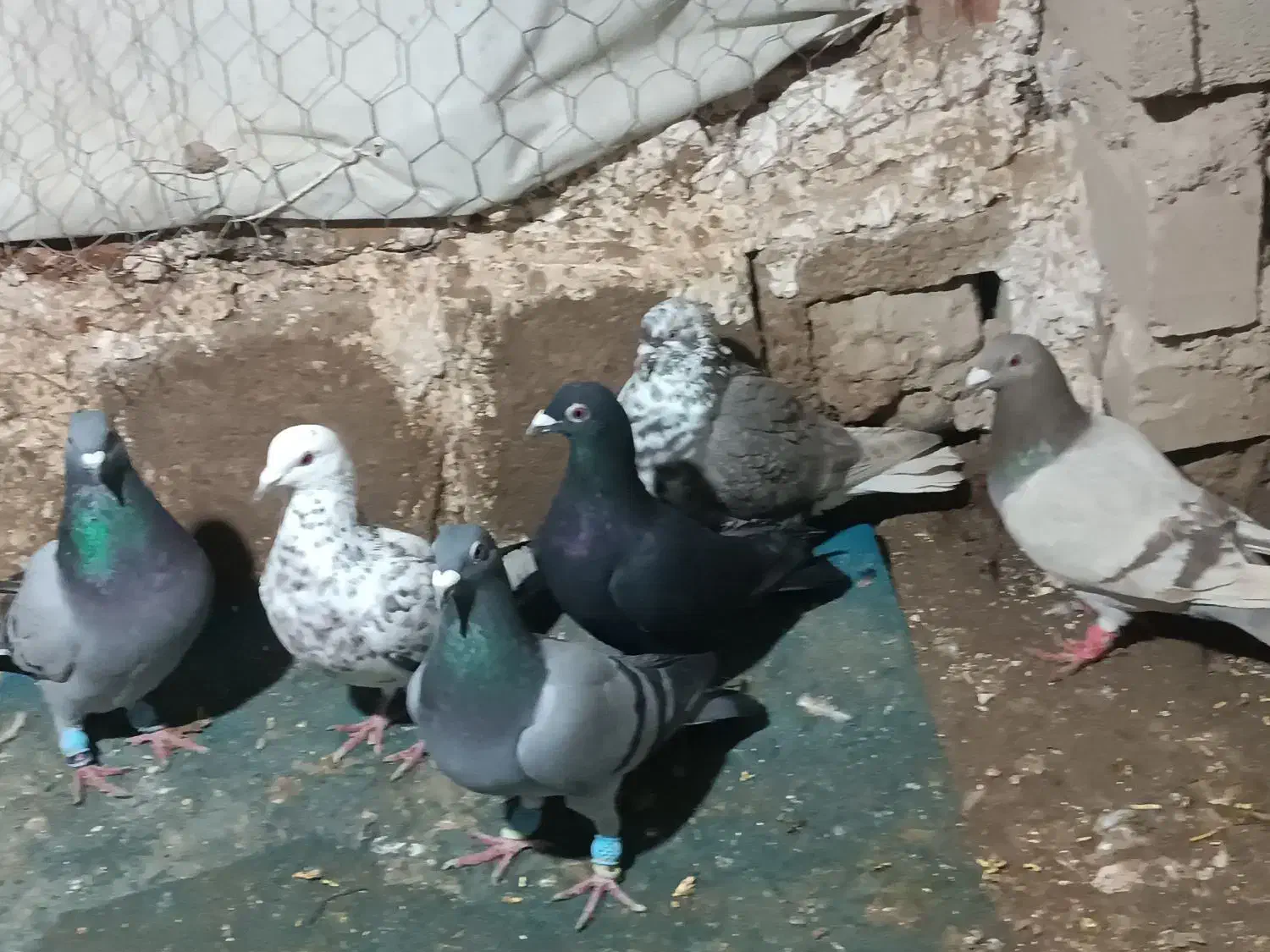 کبوتر|پرنده|اسفراین, |دیوار