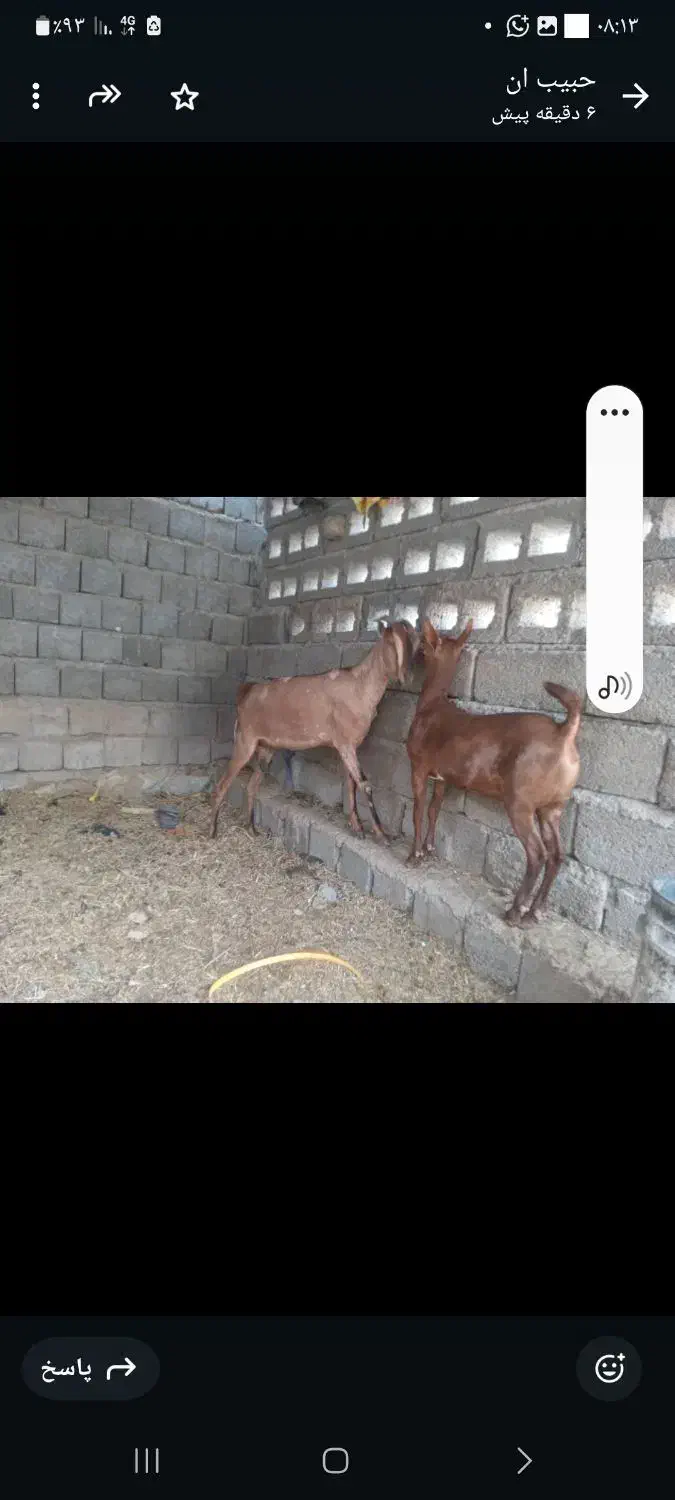 گیسه صلاله وبزمحلی داشتی وگوشتی چاق|حیوانات مزرعه|بندرعباس, |دیوار