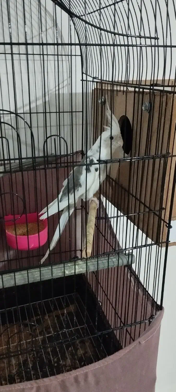 عروس هلندی نر دوکت آلبینو|پرنده|آزادشهر, |دیوار