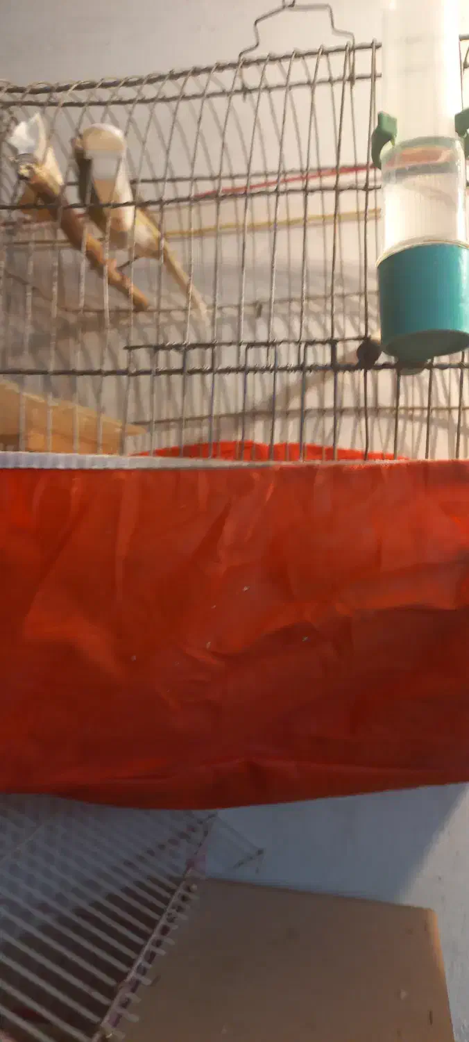 تعویض قناری ماده آماده باقناری نراماده سفت|پرنده|آران و بیدگل, |دیوار