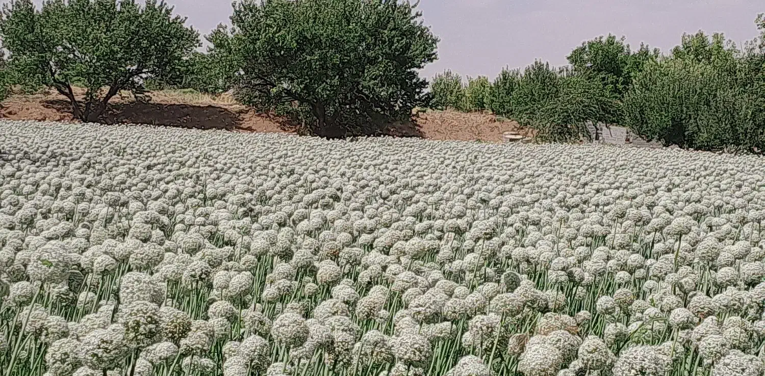 بذرپیاز قرمز درجه یک ۷پوست مال امسال هست|گل و گیاه طبیعی|میاندوآب, |دیوار