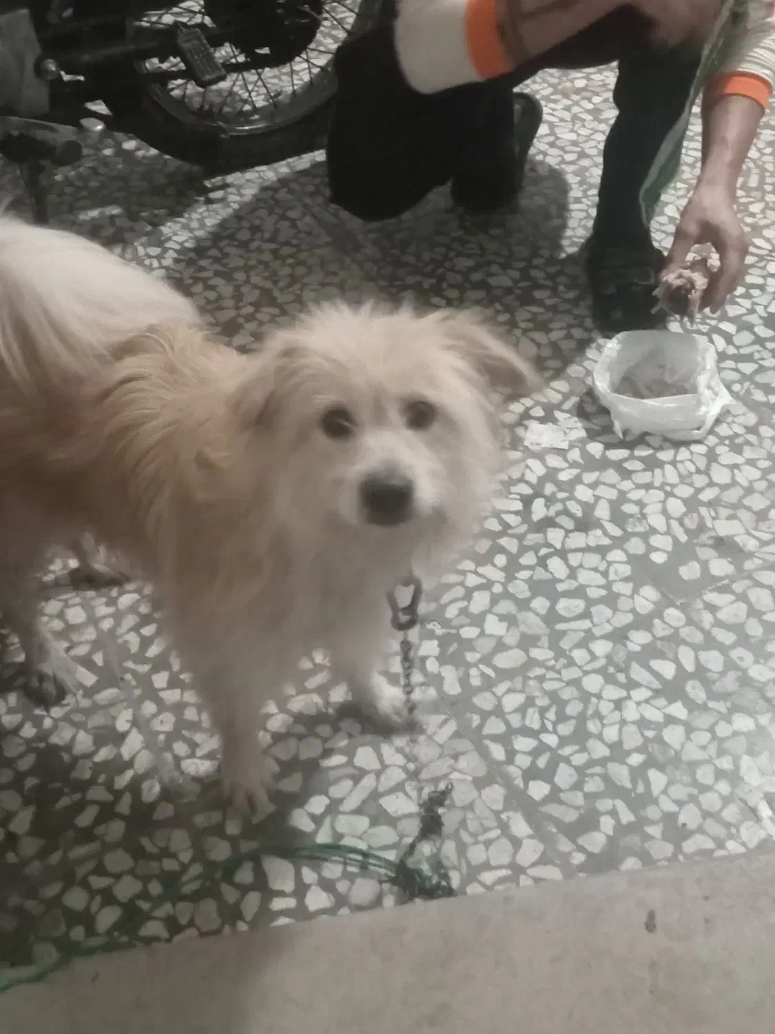 واگذاری سگ تریر|سگ|لاهیجان, مهرگان|دیوار