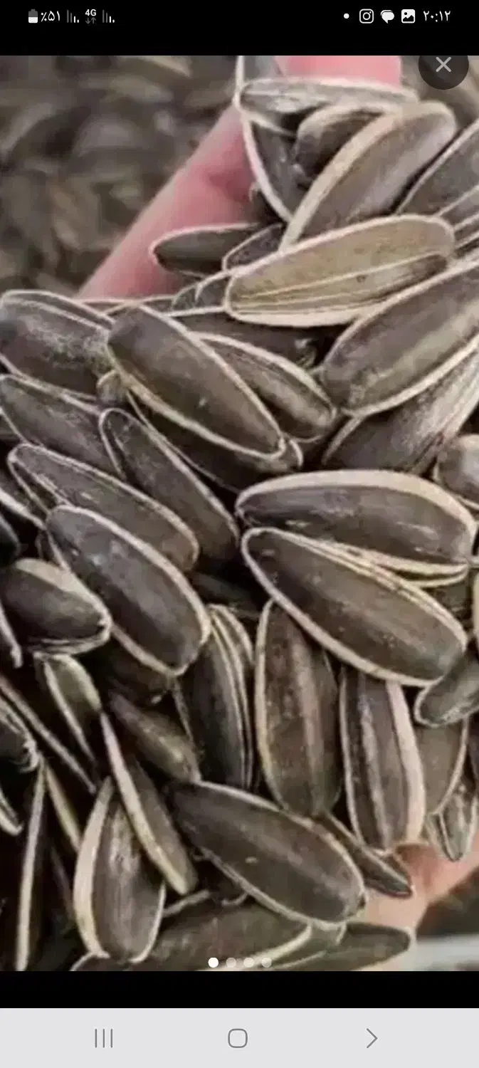 تخمه بذری مادری درشت وتخمه ریز طوطی سانان|خوردنی و آشامیدنی|قدس, شهرقدس|دیوار