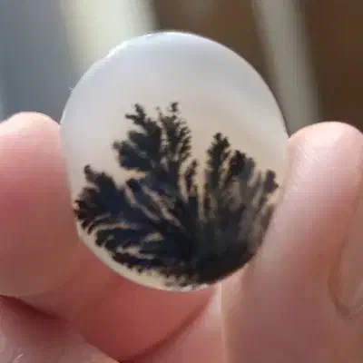 سنگ شجر طبیعی|کلکسیون اشیاء عتیقه|کرمانشاه, |دیوار