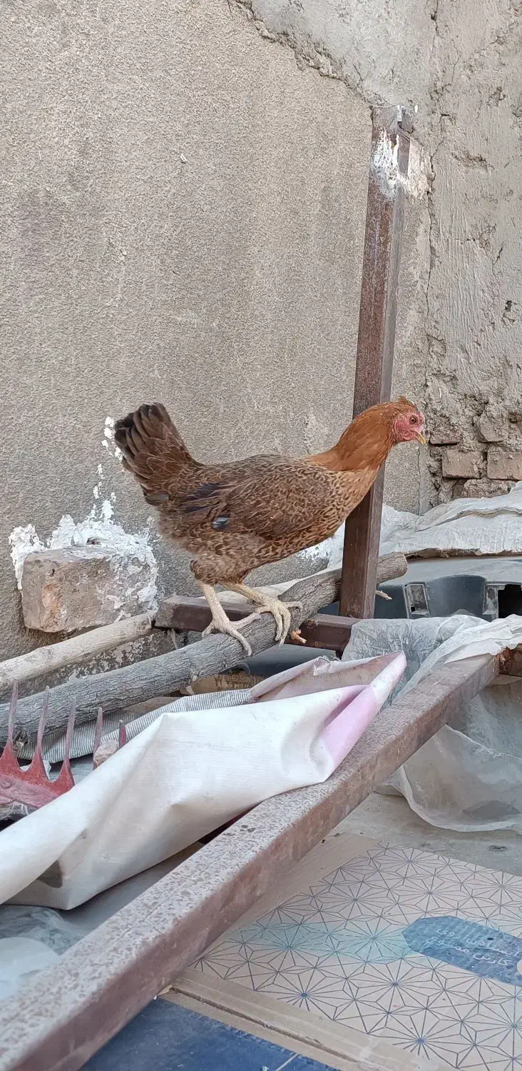 مرغ محلی|حیوانات مزرعه|خاش, |دیوار