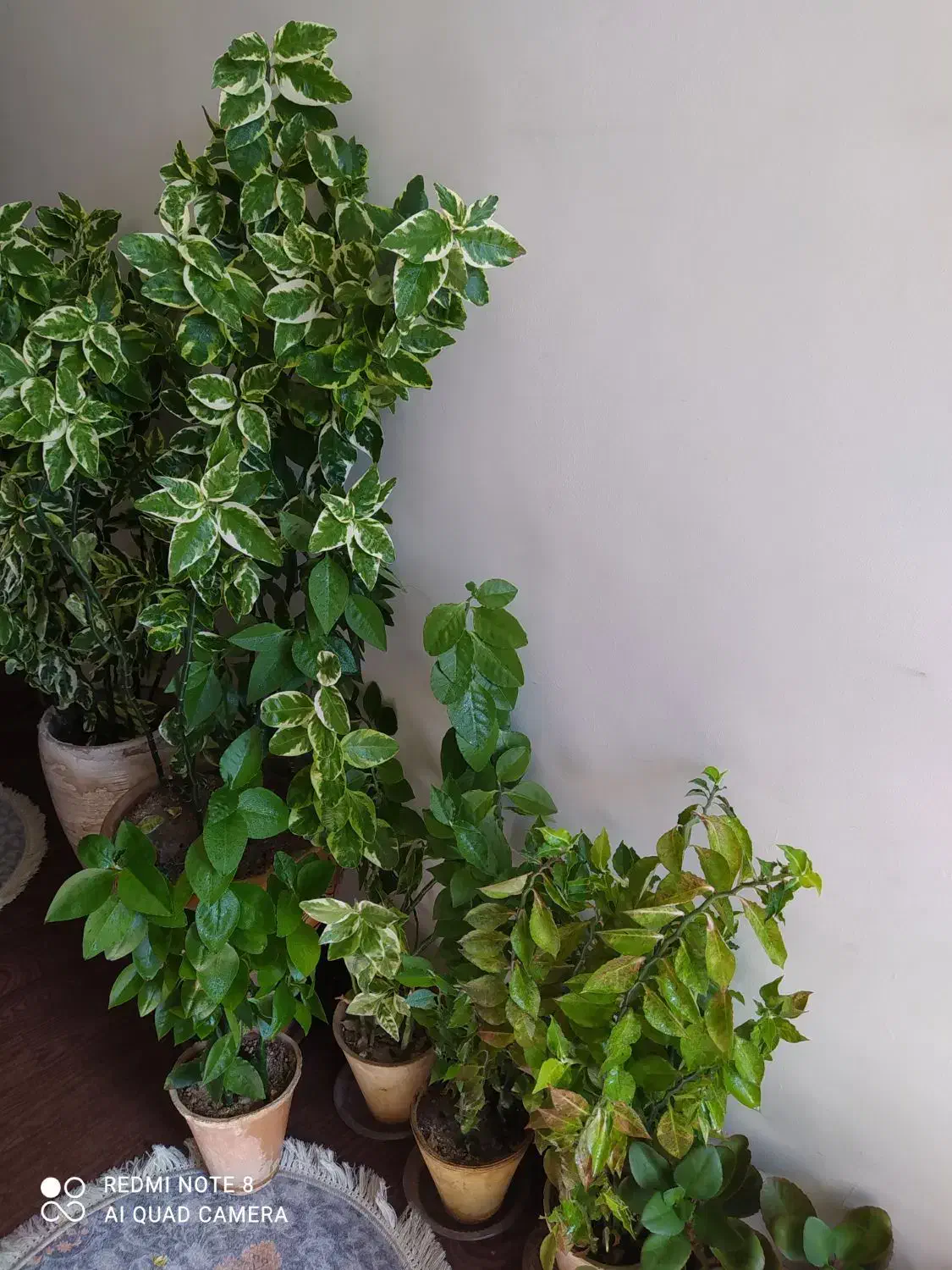 گل و گیاه آپارتمانی|گل و گیاه طبیعی|فلاورجان, |دیوار