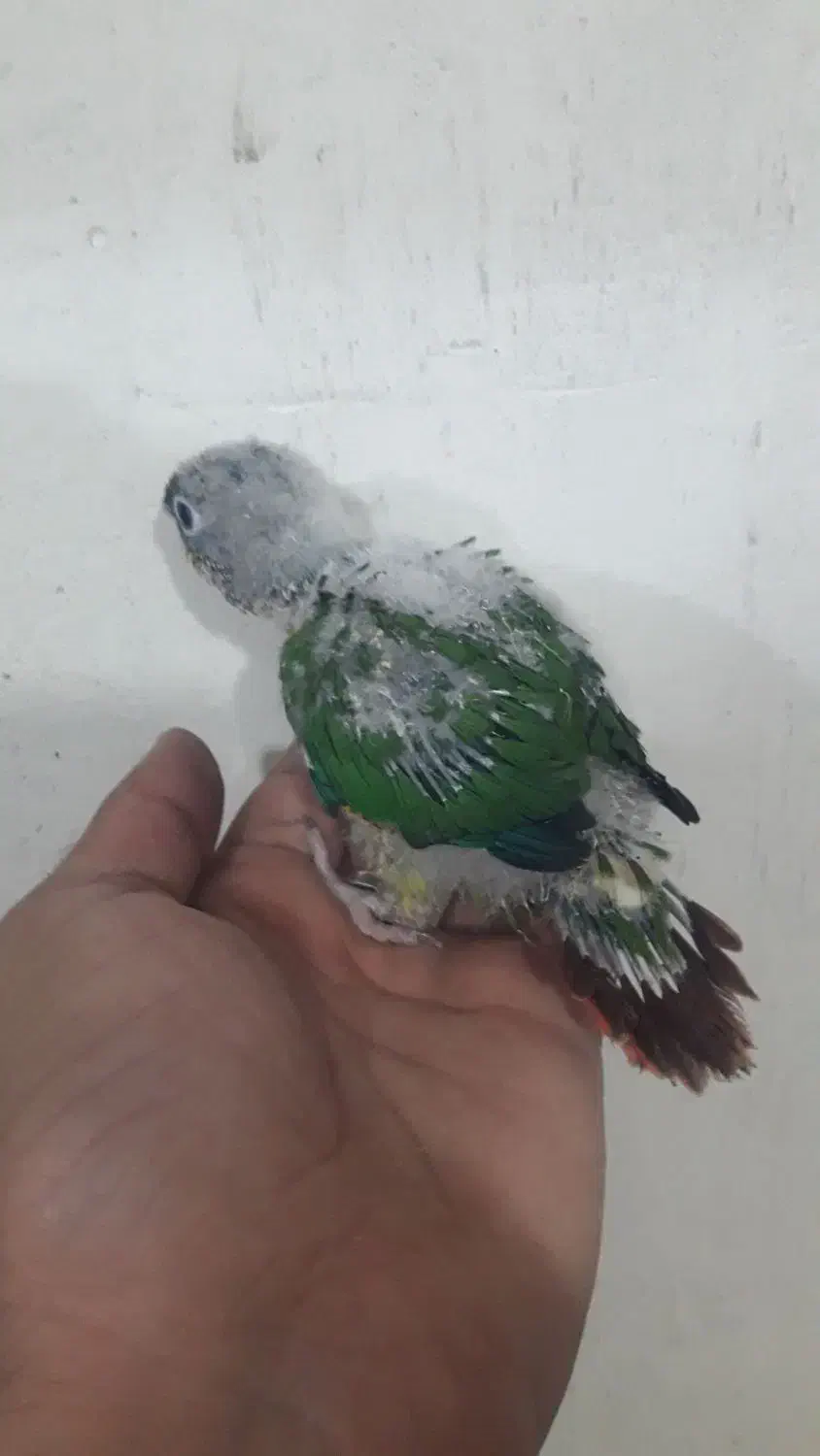 گرینچیک|پرنده|کاشان, فاز ۱ ناجی آباد|دیوار