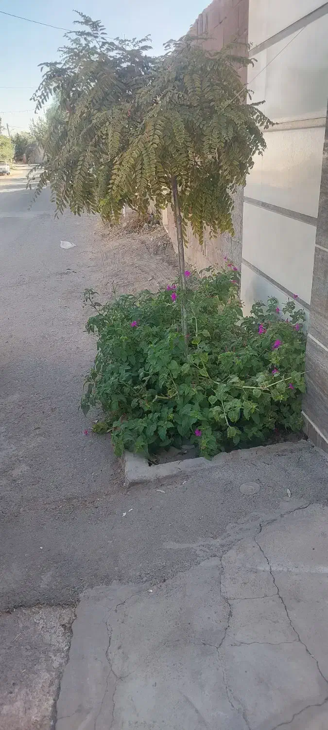 فروش باغ|فروش خانه و ویلا|کاشان, ولیعصر|دیوار