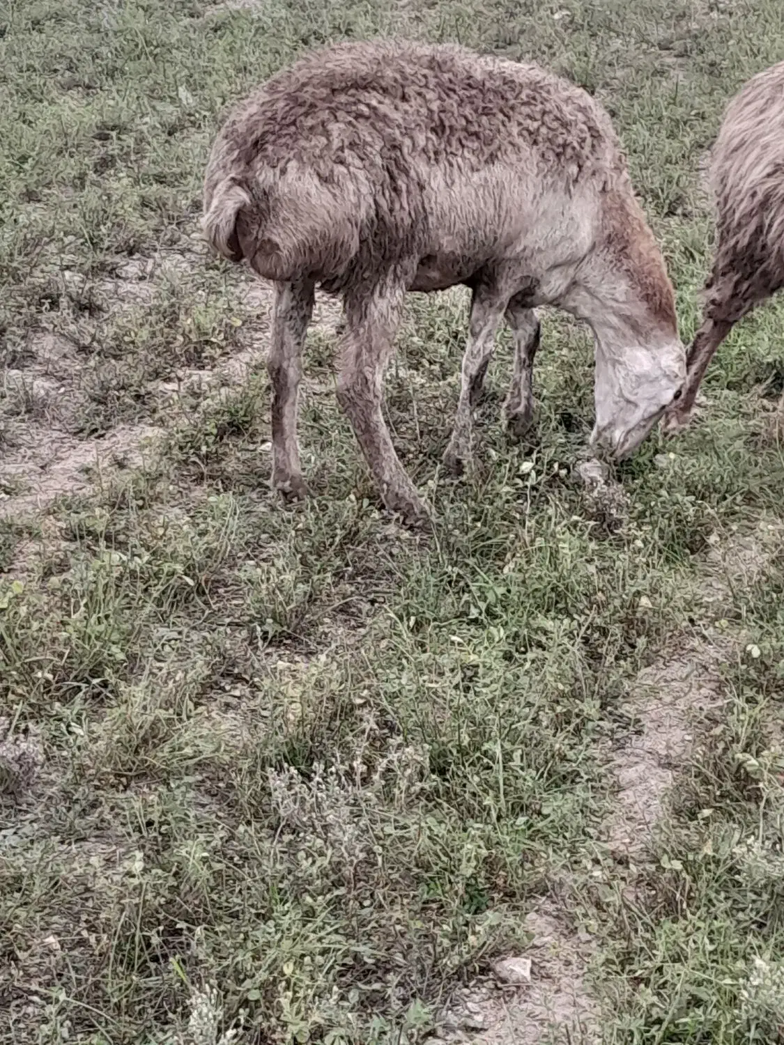 قندوزی معاوضه با گوسفند مغانی|حیوانات مزرعه|قشلاق دشت, |دیوار