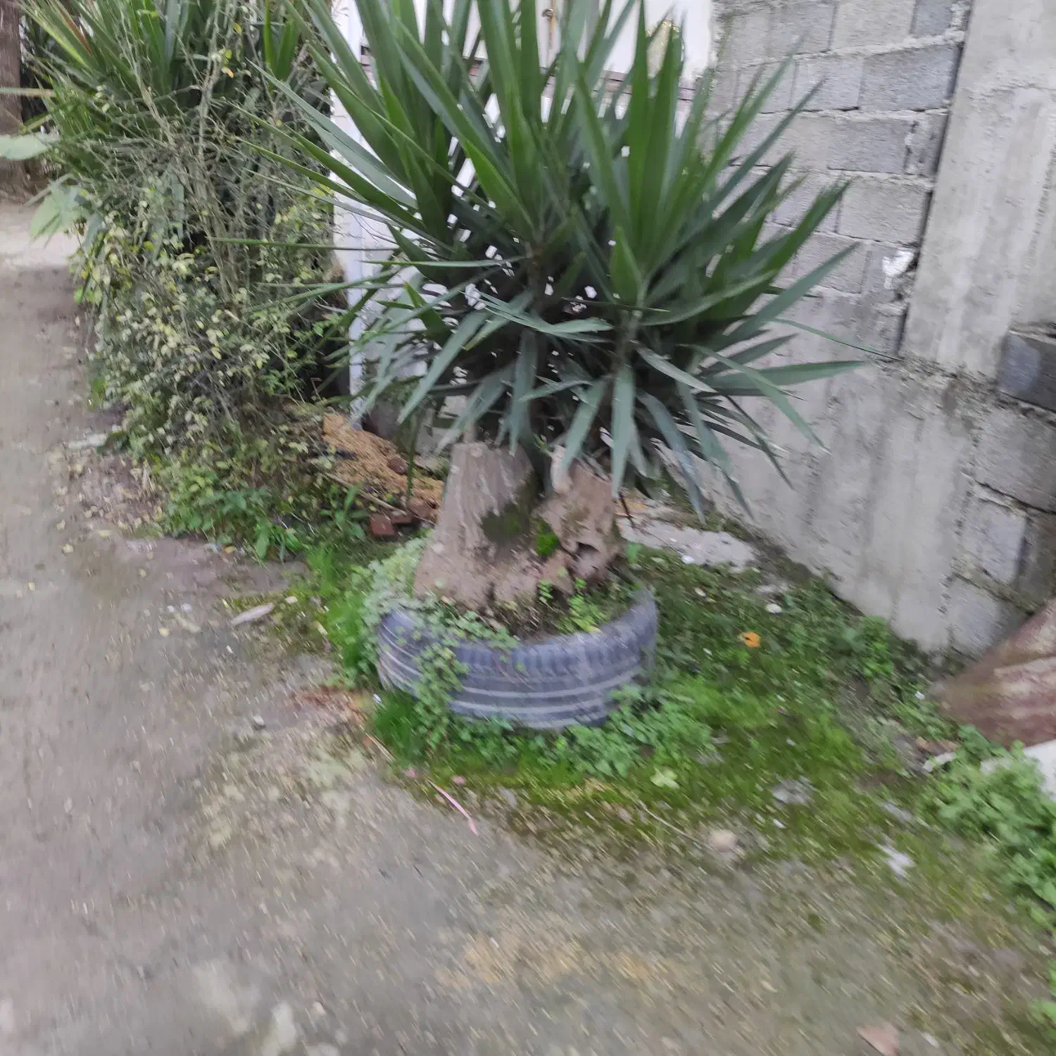 فروش و عرضه مستقیم پالم سیکاس و یوکا|خدمات باغبانی و درختکاری|نوشهر, |دیوار