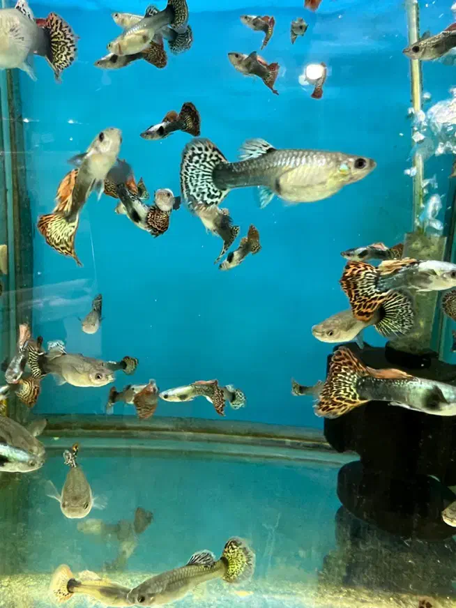 گوپی|ماهی|کرج, شاهین‌ویلا|دیوار