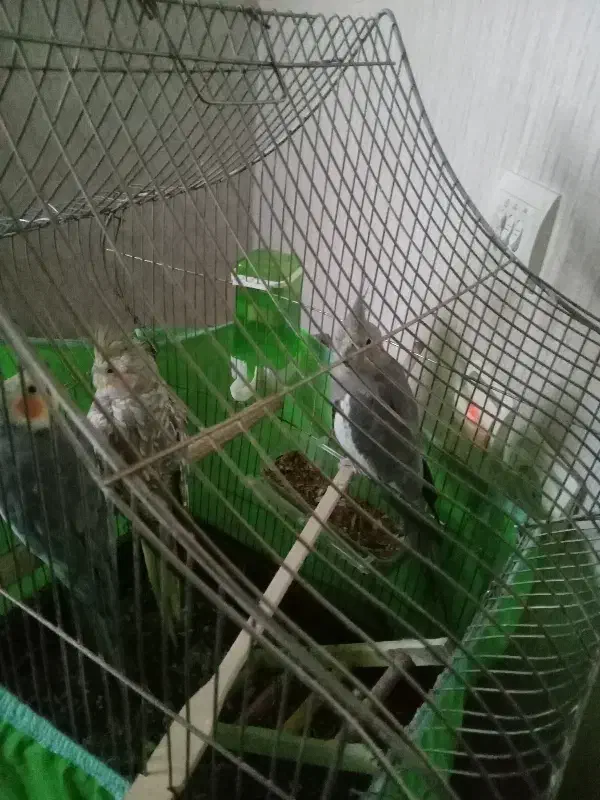 عروس هلندی|پرنده|شهر ری, دولت‌آباد|دیوار