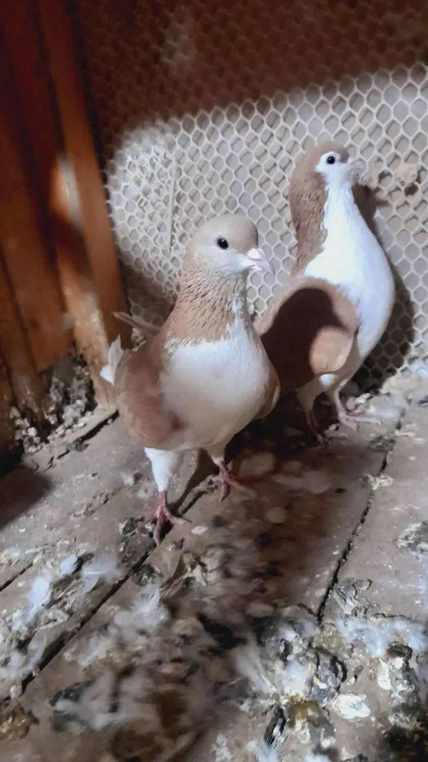 کفتر|پرنده|نیشابور, مازول|دیوار