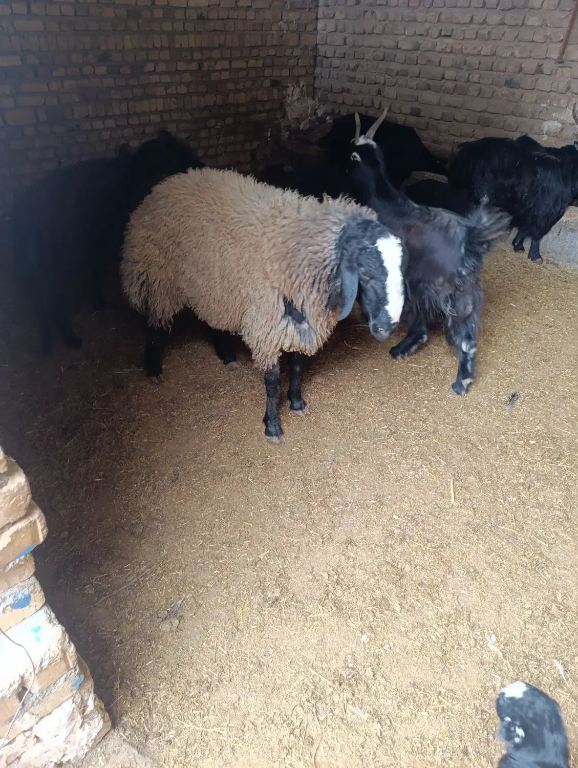 بره نر|حیوانات مزرعه|بوئین زهرا, |دیوار