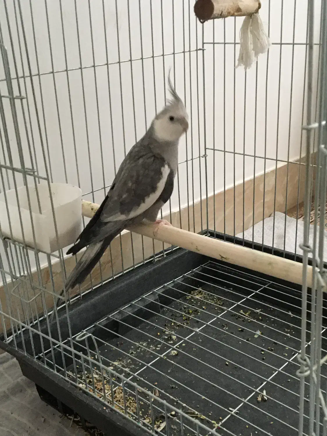 عروس هلندی|پرنده|خمین, |دیوار