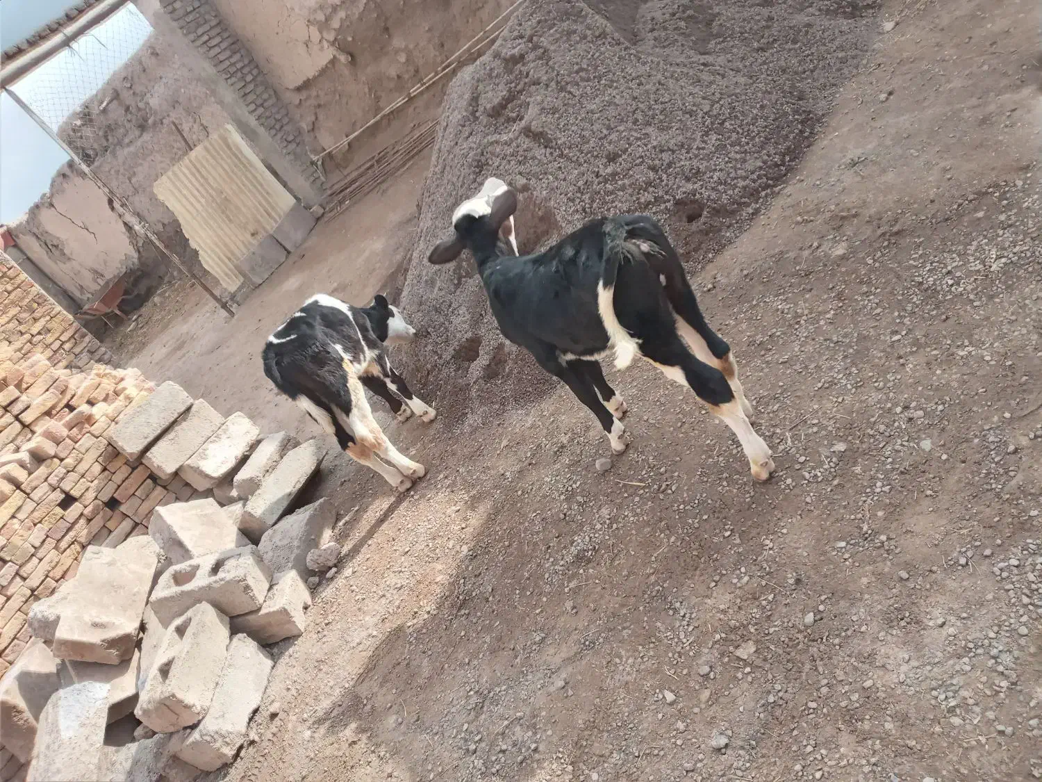 دو عدد گوساله سیمینتال|حیوانات مزرعه|مهربان, |دیوار