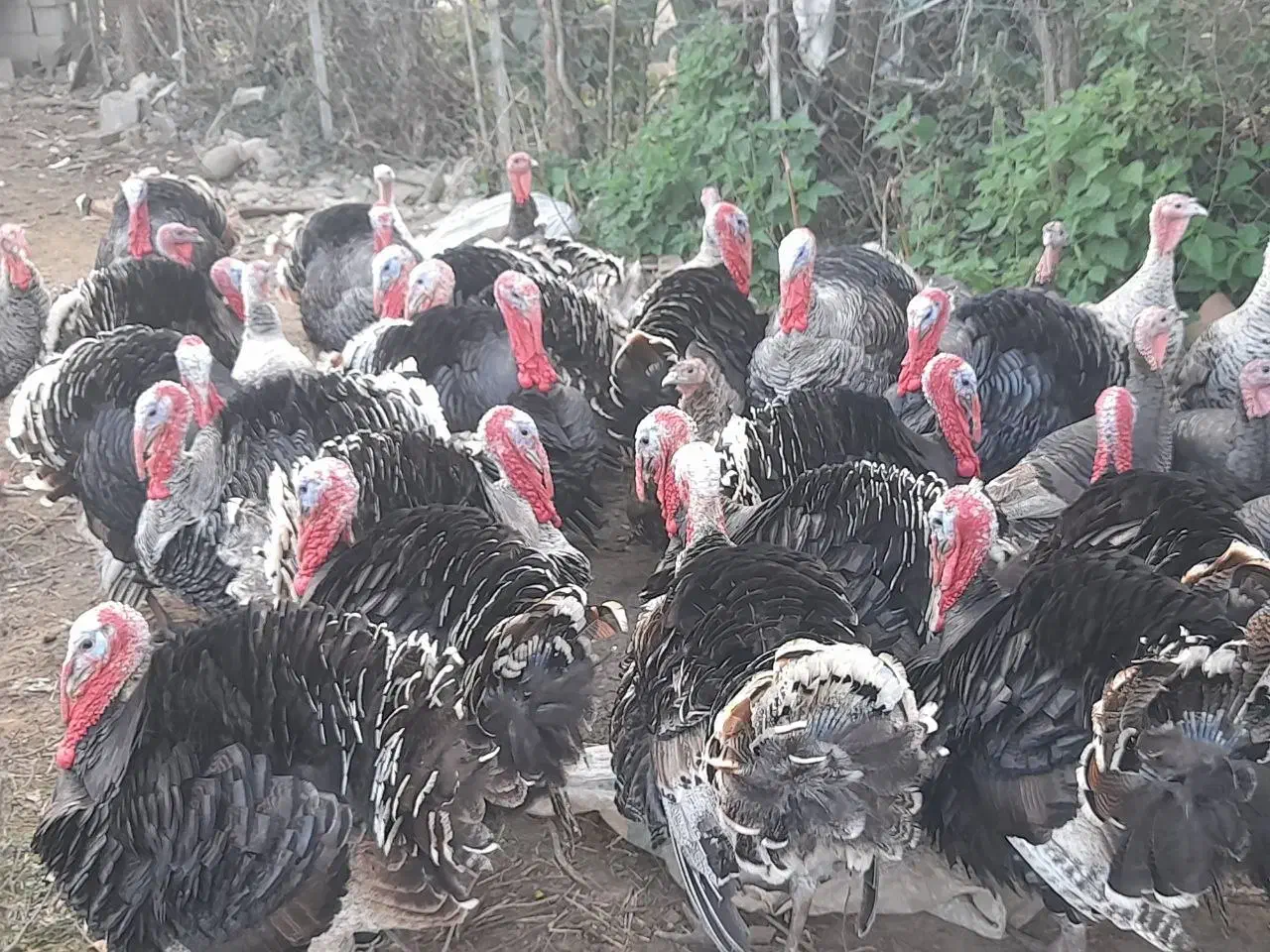 فروش بقلمون|حیوانات مزرعه|رضوانشهر, |دیوار