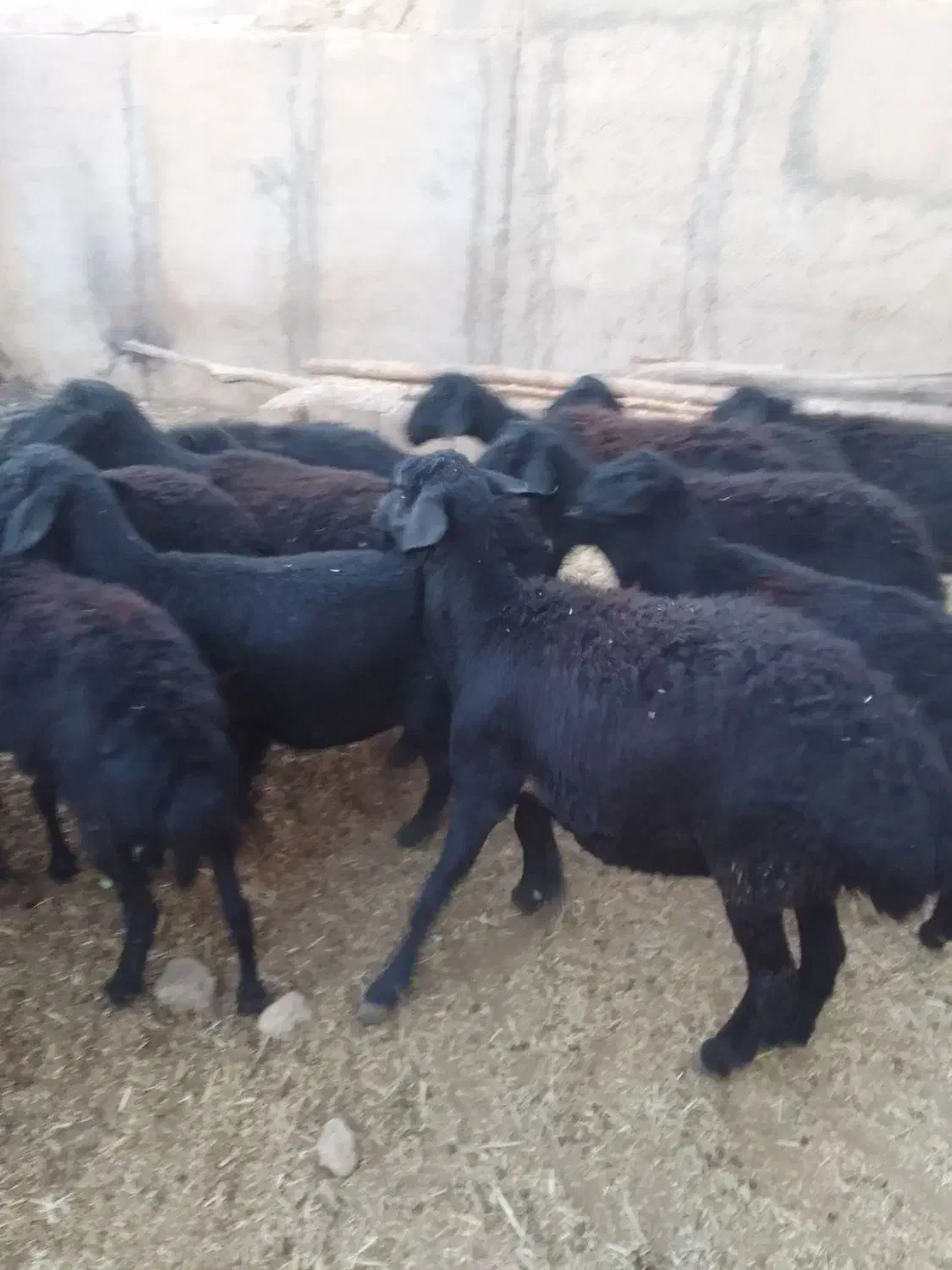 گوسفندجوان‌قره‌قزل|حیوانات مزرعه|شاهین دژ, |دیوار