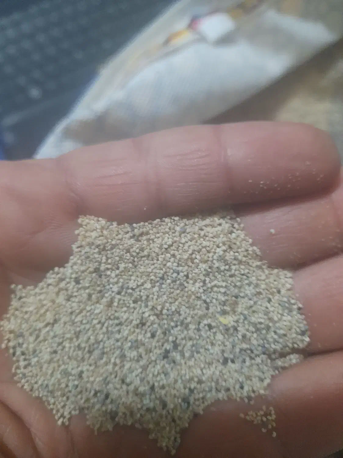 بذر سفید|گل و گیاه طبیعی|کوهدشت, |دیوار