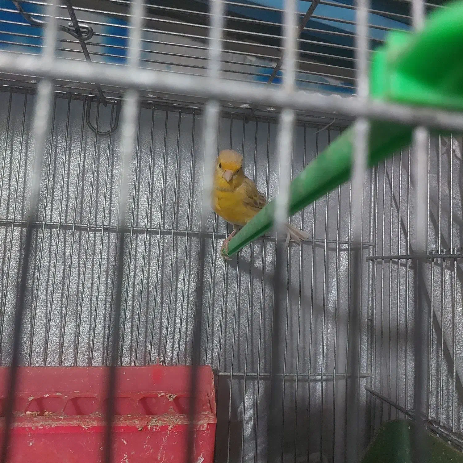 قناری ماده|پرنده|گلستان (تهران), |دیوار