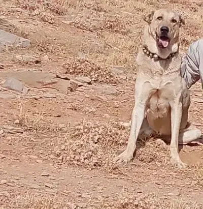 سگ گمشده پژدر|حیوانات|شازند, |دیوار