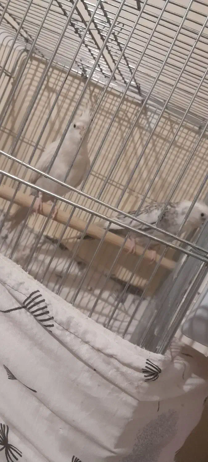 یک جفت عروس هلندی آماده|پرنده|فردیس, شهرک شهید حسینی|دیوار