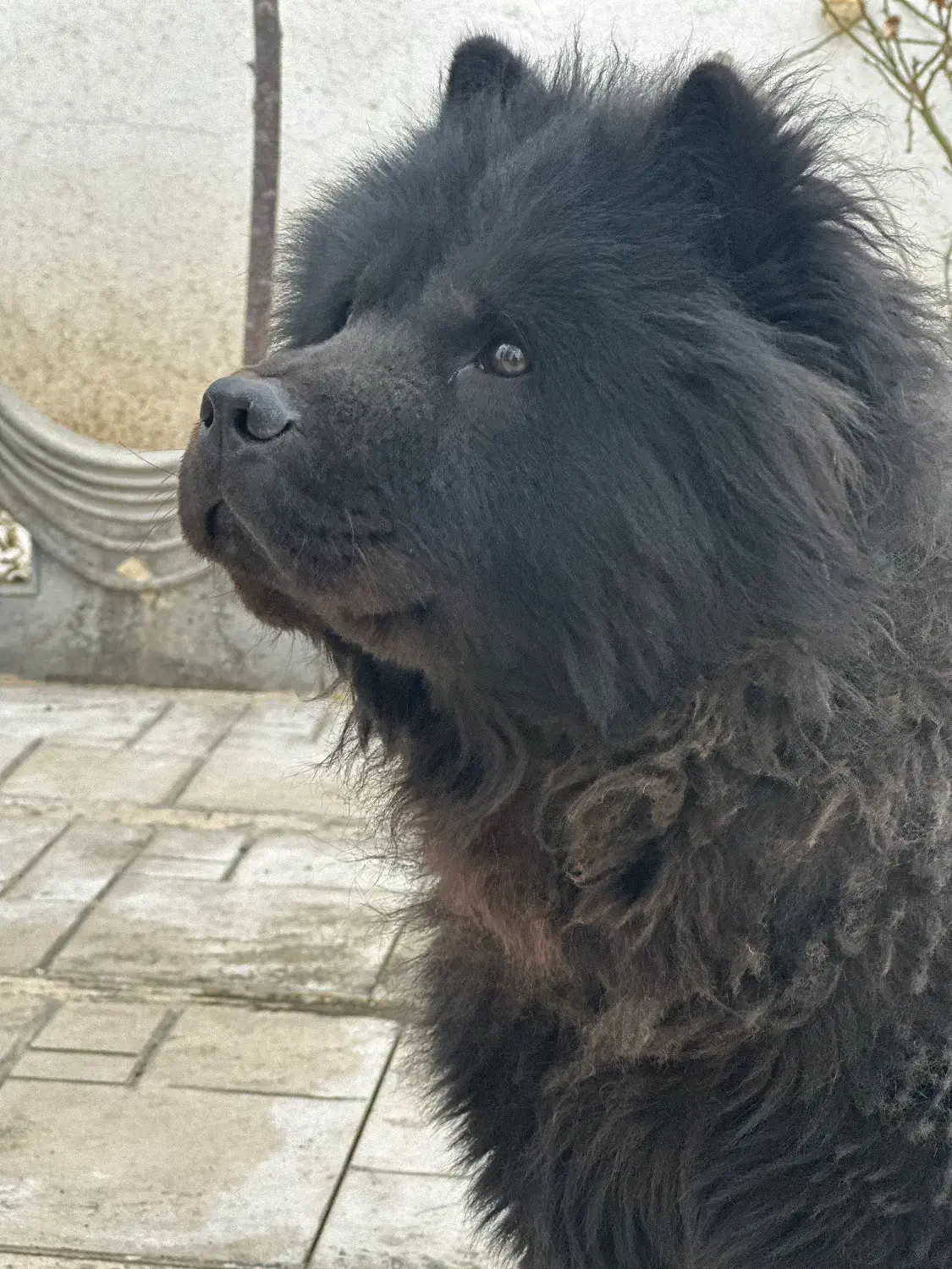 سگ چاو‌چاو بلک|سگ|مشهد, امیریه|دیوار