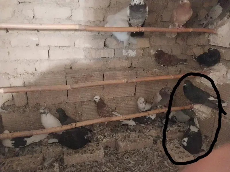 کبوتر|پرنده|سرخه, |دیوار