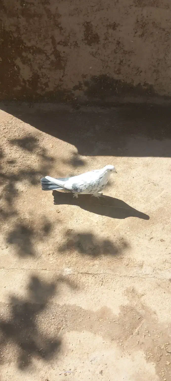 کبوتر صداکن|پرنده|لاران, |دیوار