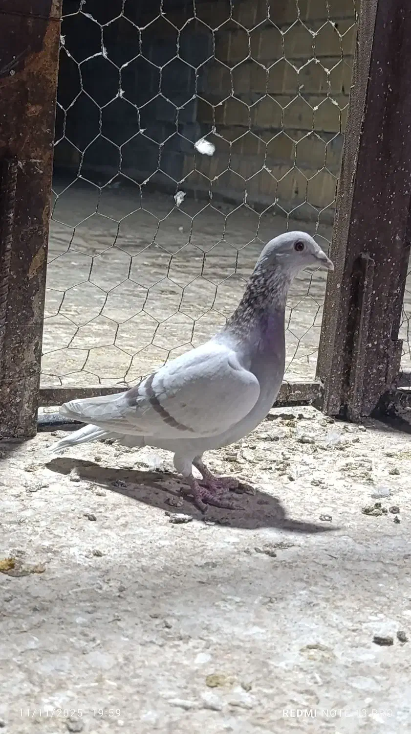 کبوتر پوست پیازی . غوره . ابلغ|پرنده|وحدتیه, |دیوار