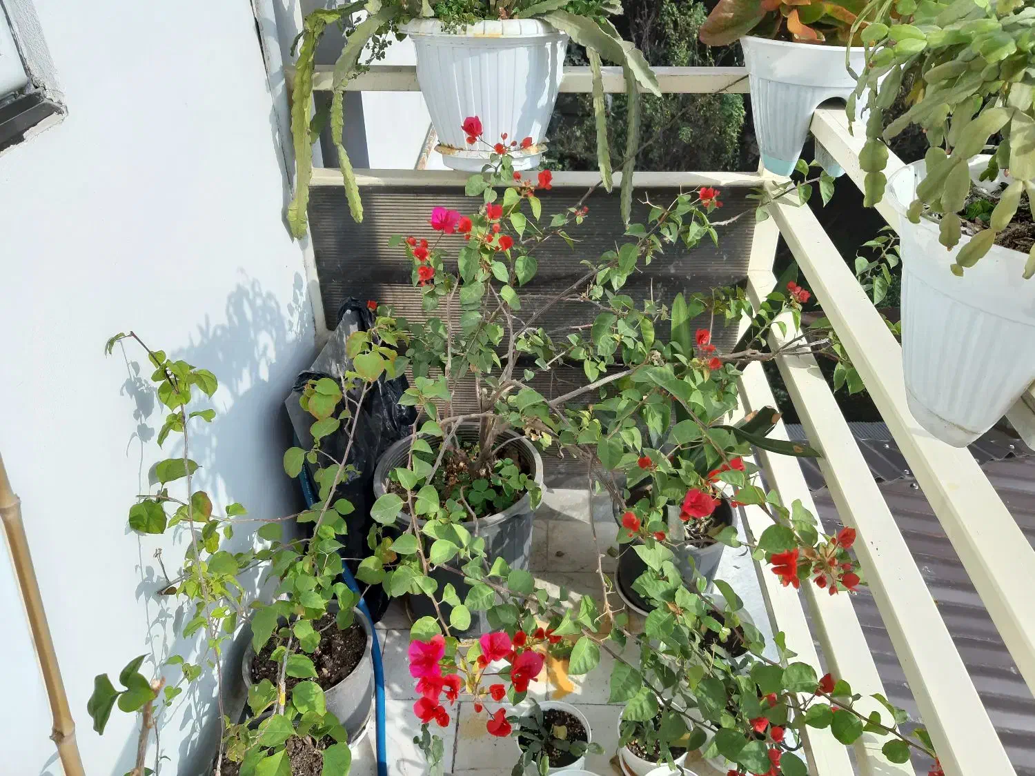 فروش گل های آپارتمانی وبیرونی|گل و گیاه طبیعی|تنکابن, |دیوار