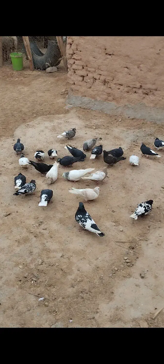 کبوتر|پرنده|اسفراین, |دیوار