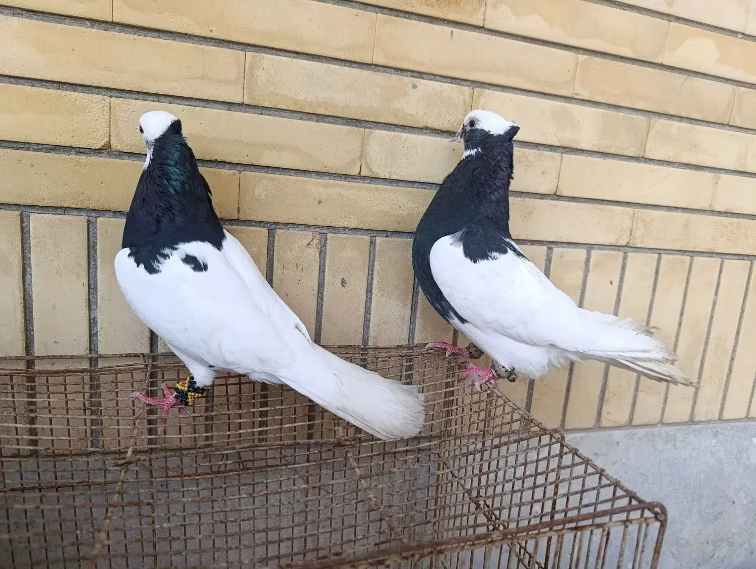 کفتر|پرنده|مرودشت, تامین اجتماعی‎|دیوار