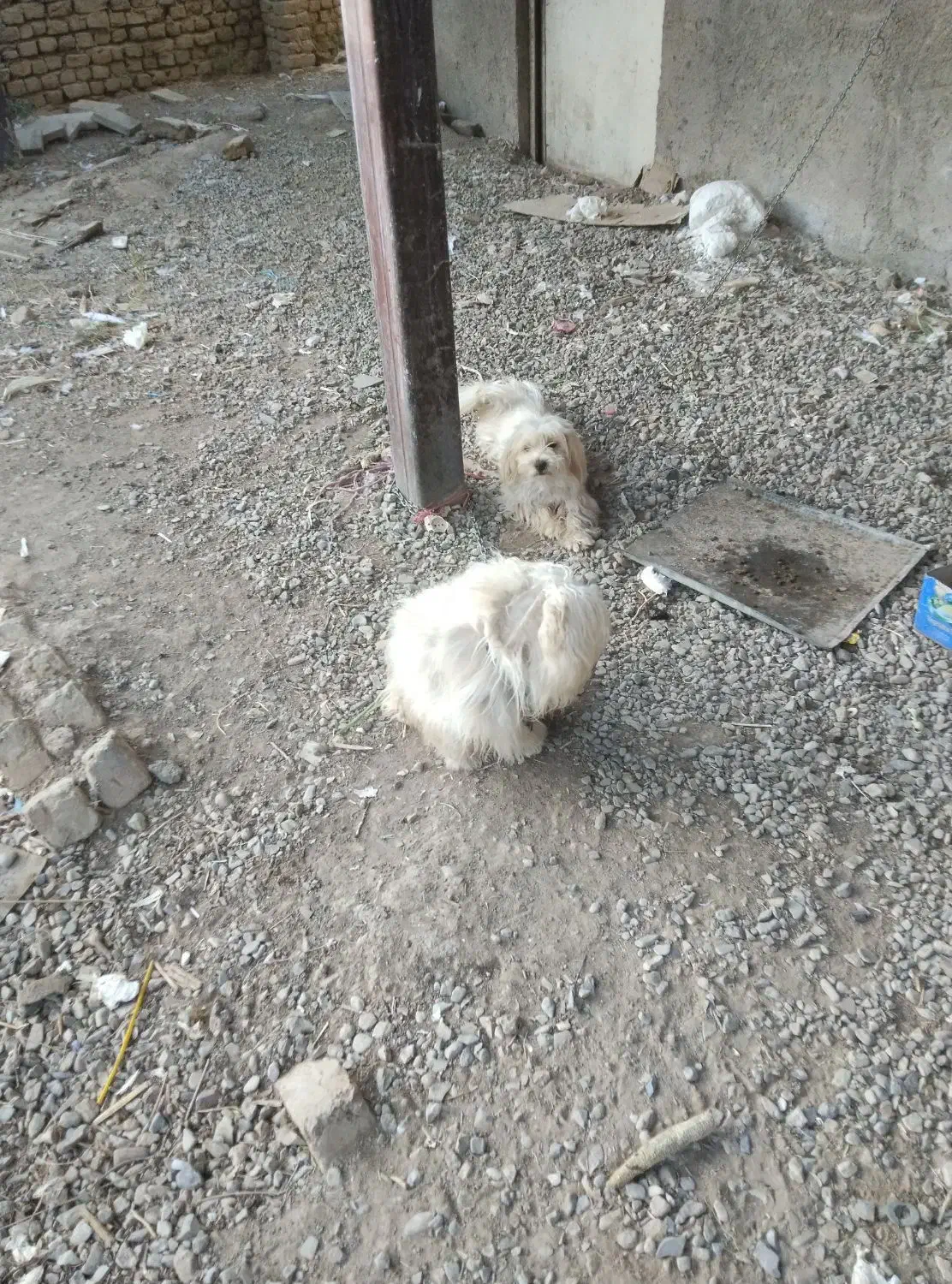 سگ پاکوتاه|سگ|بشاریات, |دیوار