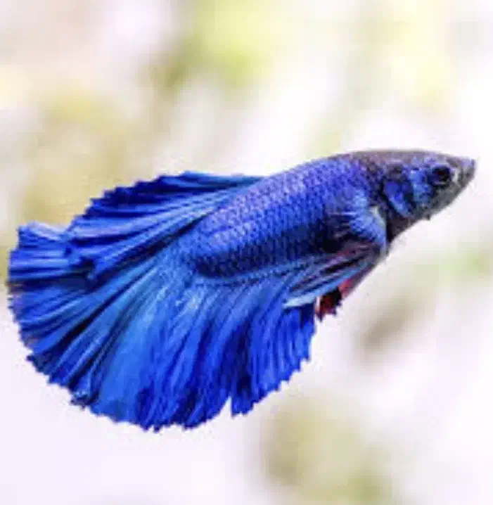 ماهی فایتر|ماهی|تهران, سعادت‌آباد|دیوار