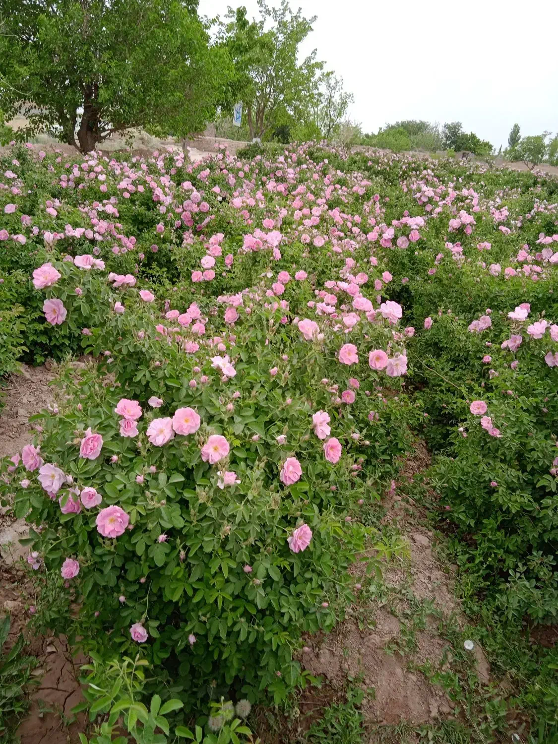 نهال گل محمدی|گل و گیاه طبیعی|مشهد, فرخد|دیوار