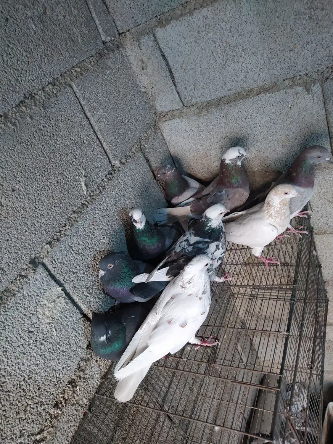 کفتر پرشی یکجایی|پرنده|کهریزک, |دیوار