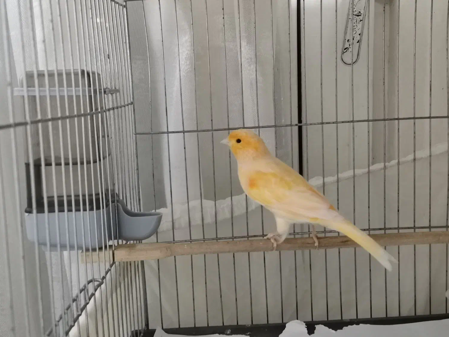 قناری نر ریزه بخون|پرنده|تهران, هفده شهریور|دیوار