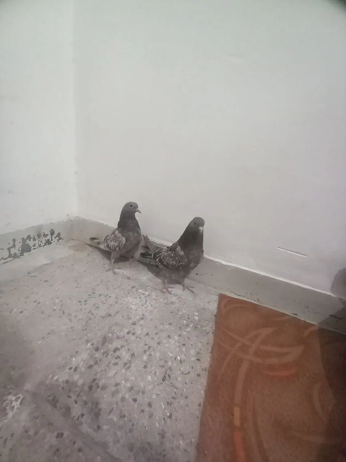 جوجه کناری تر سنجابی .|پرنده|اصفهان, حصه جنوبی|دیوار