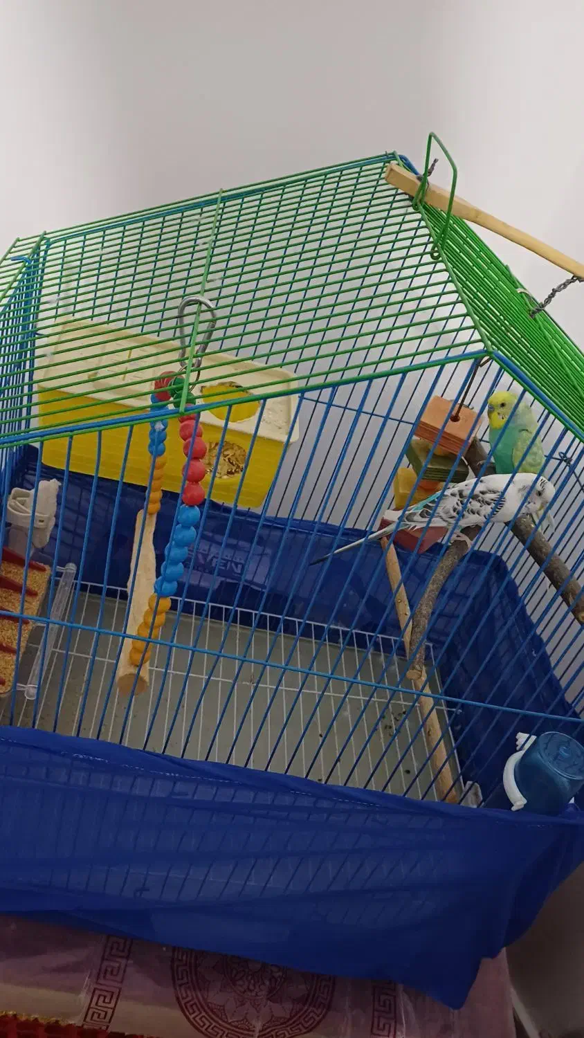 جفت مرغ عشق سالم|پرنده|سنندج, |دیوار